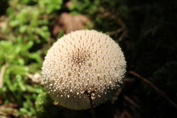 close up on a mushroom in the forest, germany