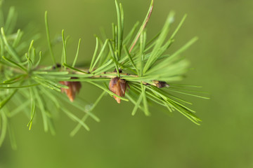 Green branches of larch with small cones on blur background.