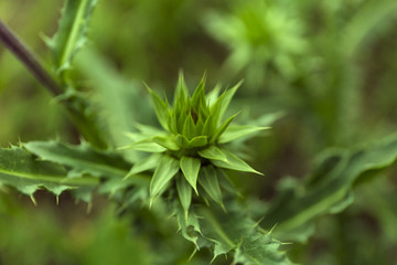 Closeup bud of onopordum acanthium on blur green background. Wild flower macro background.
