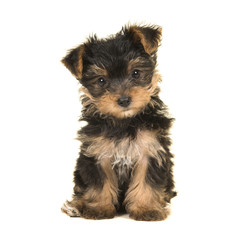 Cute sitting yorkshire terrier, yorkie puppy looking at the camera on a white background © Elles Rijsdijk