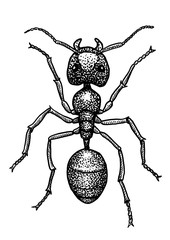 Ant illustration, drawing, engraving, ink, line art, vector