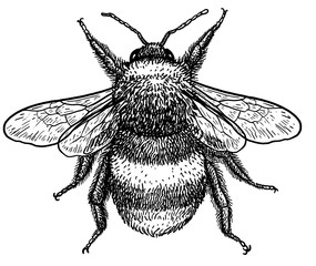 Bumblebee (bombus terrestris) illustration, drawing, engraving, ink, line art, vector