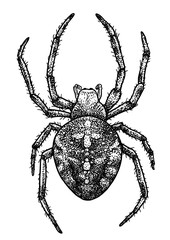 European garden spider illustration, drawing, engraving, ink, line art, vector
