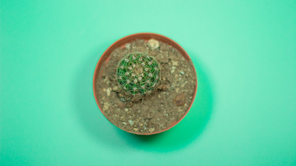 Obraz na płótnie Canvas Cactus Photography at my studio
