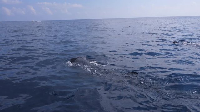 4k Whale Shark swimming around in blue ocean at daylight time, shot from boat