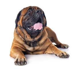mastiff