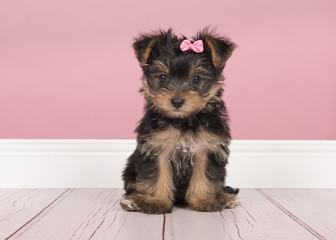 Cute sitting yorkshire terrier, yorkie puppy wearing a pink bow looking at the camera in a pink...