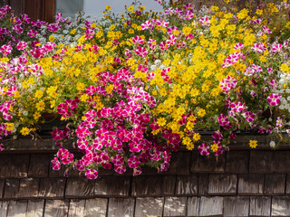 Traditional flowered balcony at the Italian Alps and dolomites
