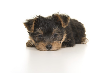 Cute yorkshire terrier, yorkie puppy lying with its head on the floor looking at the camera on a white background