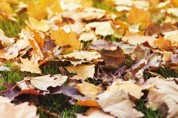 Autumn yellow on the clearing. Narrow focus. Concept of the fall