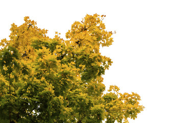 Autumn yellow tree on white isolated background. Concept of the