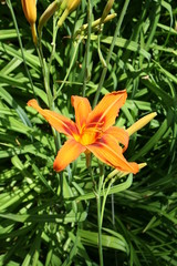 The songs sing about the lilies.