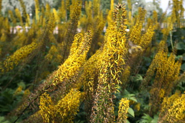 Different colors and shades of beauty.