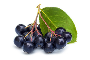 Fresh aronia berries with leaf isolated on white background
