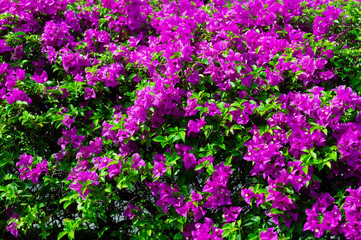 Obraz na płótnie Canvas Colorful bougainvillea flowers in pink color blooming.