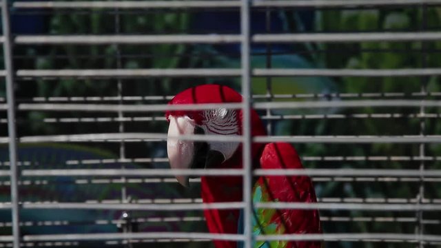 A colorful parrot is sitting in a cage.