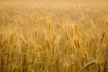 Sunset landscape with ripe wheats corn