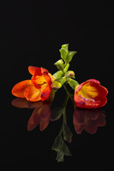 Flowers of beautiful red freesia isolated on black background, reflection.