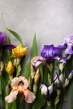 Concrete gray background with iris flowers