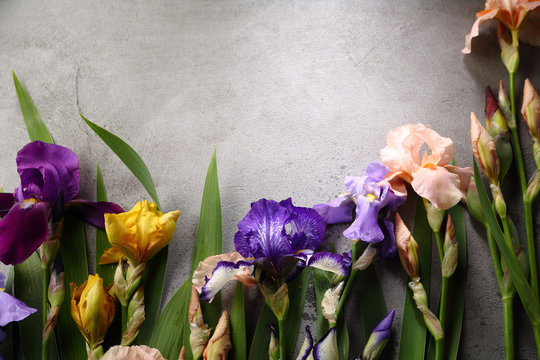 Concrete background with iris flowers