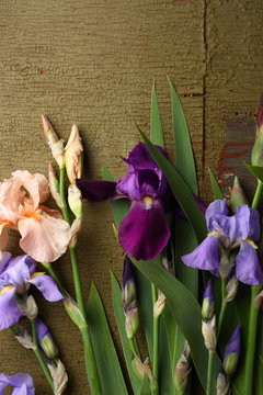 Green wooden background with iris flowers