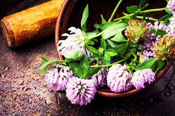 Healing plant clover