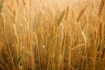 Golden ripe wheats field