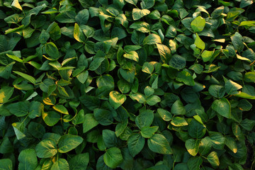Fototapeta na wymiar Green soybeans field background
