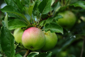 Fresh red apples on branches