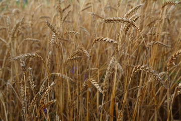 Ripe wheats close-up background