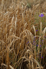Ripe wheats close-up