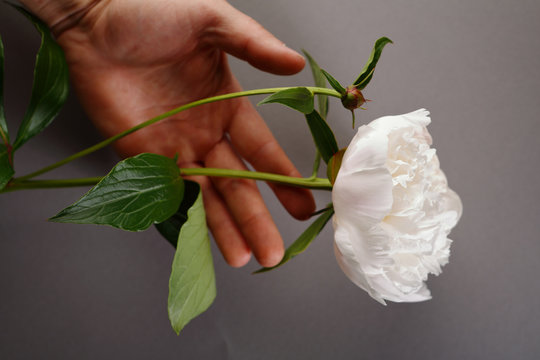 Fototapeta Flowers background with hand