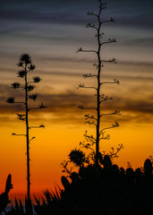 Silhouettes of Spain