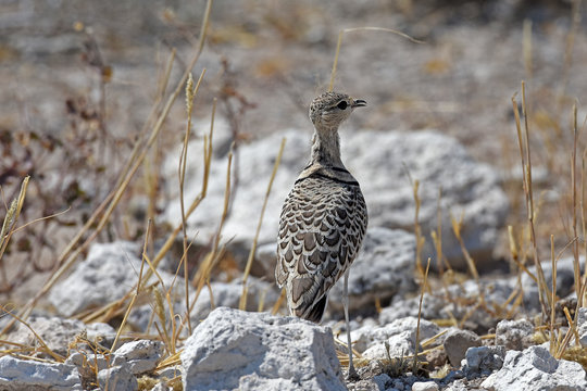 Doppelbandrennvogel (Rhinoptilus africanus) im Etosha Nationalpark (Namibia)