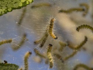 fluffy caterpillars on a silvery background of cobwebs