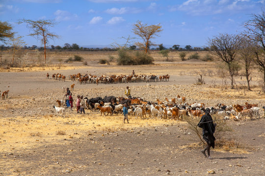 Fototapeta Cow cattle driven by Maasai children to drink water