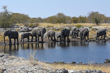 Obraz premium Elefanten (loxodonta africana) am Wasserloch im Etosha Nationalpark