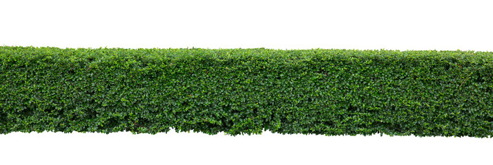 Grüne Hecke oder grüne Blätterwand auf isolierten, Objekten mit Beschneidungspfaden