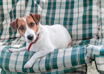 Closeup portrait of adorable dog Jack russell resting on green blue checkered pads or cushion on Garden bench or sofa outside at sunny day. The curious pet looking into camera