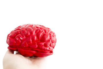 Hand holding red brain model on white background.Copy space.