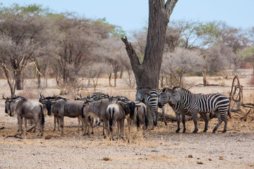 Fototapeta na wymiar Gnu and zebras under the tree, Afrca