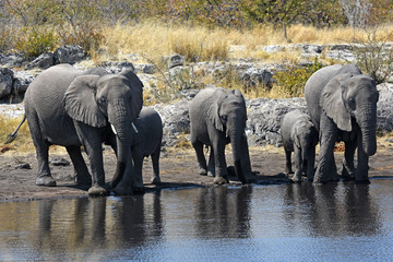 Elefanten (loxodonta africana) am Wasserloch im Etosha Nationalpark
