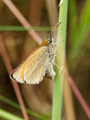 Skipper Resting on Grass Stalk