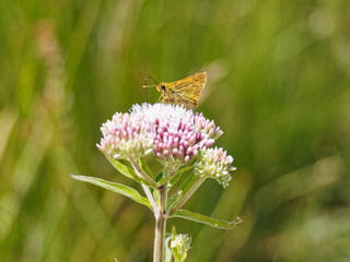 Skipper Sitting on a Flower
