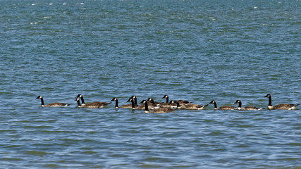 Line of Canada Geese