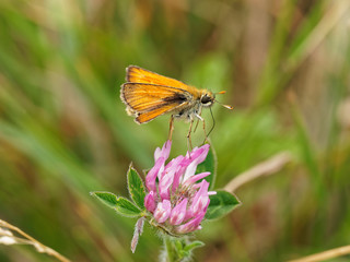 Little Skipper
