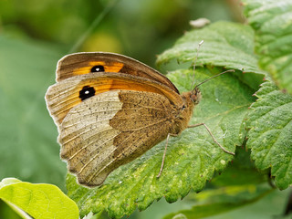 Meadow Brown