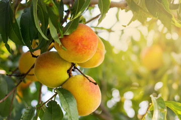 Ripe juicy peaches on a tree branch on a sunny summer day_