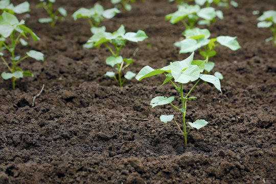 Indian  Cotton Field 