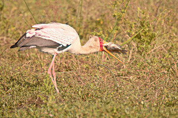 Yellow-billed Stork with a fish caught in the shallows of a dam